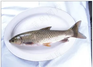 草鱼图片
