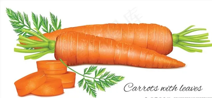 红萝卜素材图片