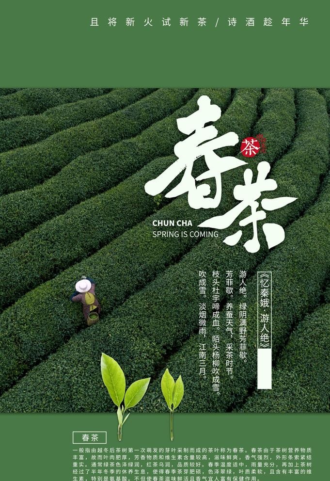春茶图片
