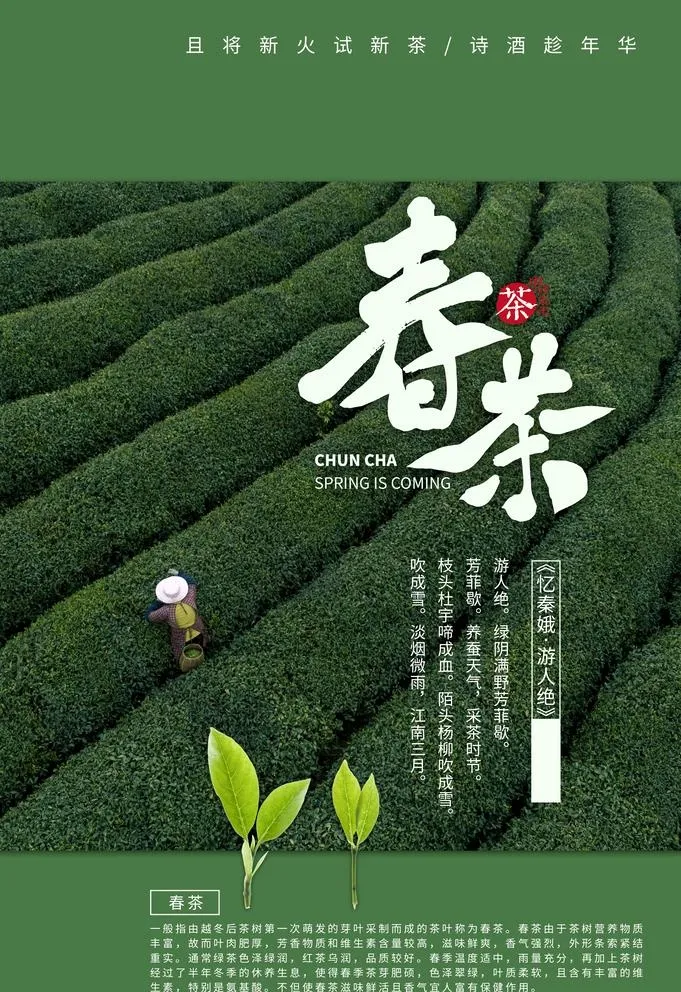 春茶图片