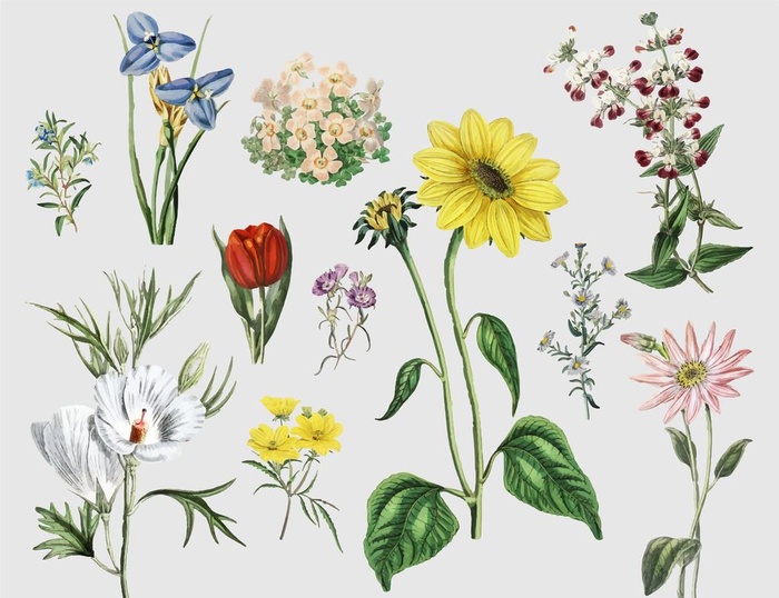 手绘花朵     兰花   菊图片ai矢量模版下载