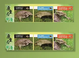 原生态甲鱼图片