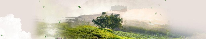 茶山背景图片