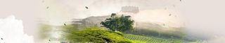 茶山背景图片