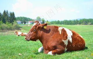 牛 动物 黄牛 小牛 郊野公园图片