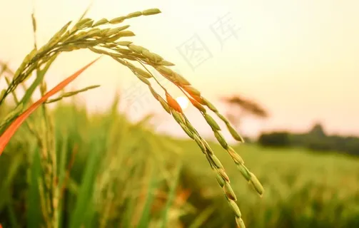 水稻图片 水稻图片