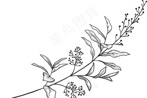 黑白手绘花藤图片