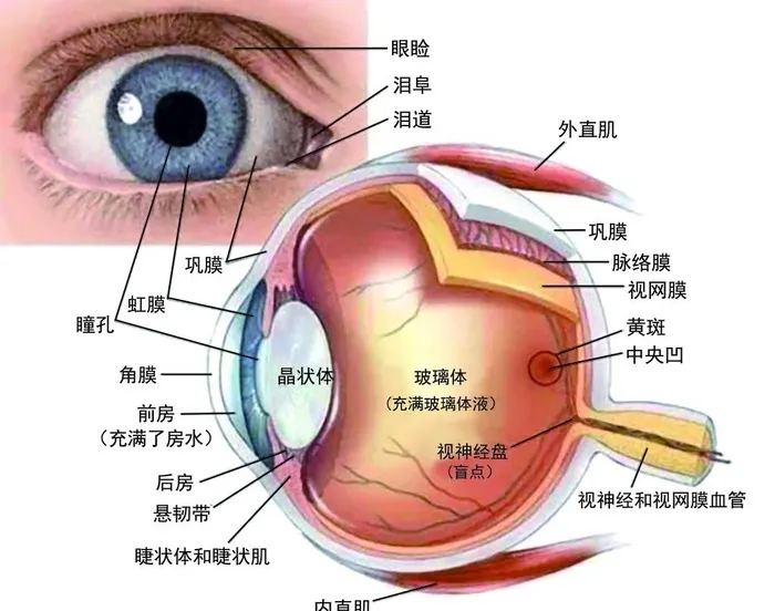 眼部结构图图片(2362x1936)psd模版下载