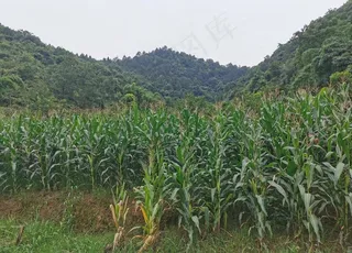 玉米地图片