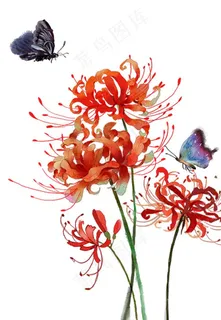 红色彼岸花图片 红色彼岸花图片