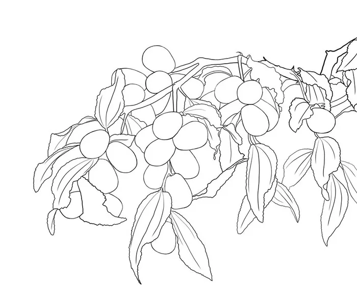 红枣图片(4266x3724)psd模版下载