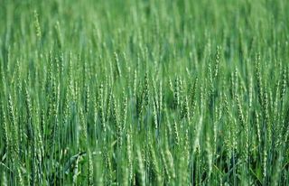 小麦图片