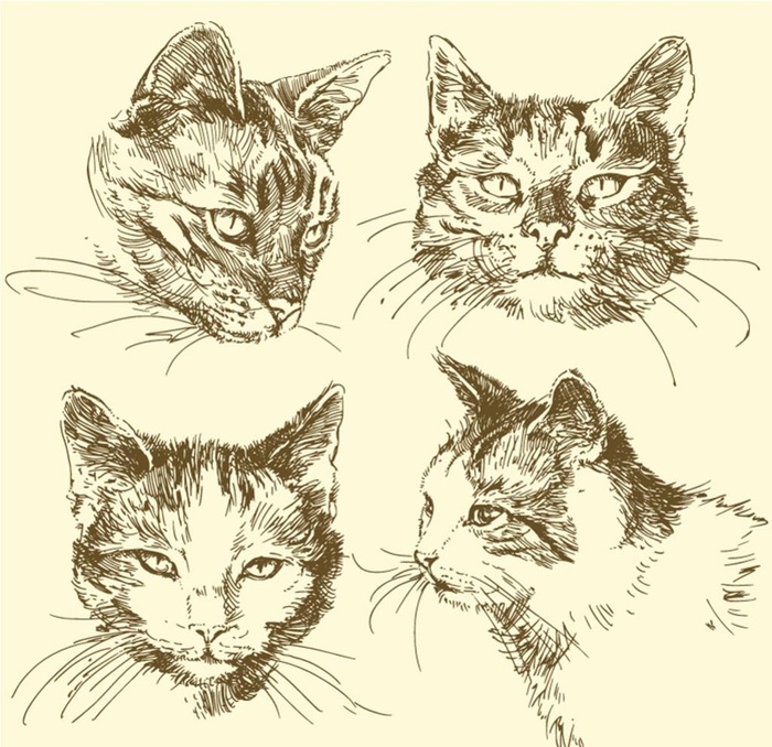 猫图片