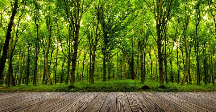 高清木板树林图片