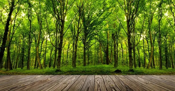 高清木板树林图片