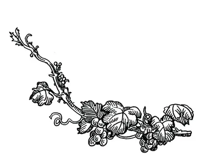 手绘葡萄腾图片