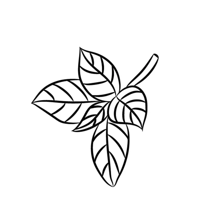 叶子图片ai矢量模版下载