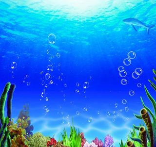 鱼纲背景图图片