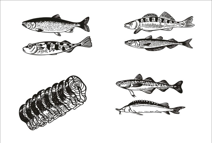 手绘线描鱼图片cdr矢量模版下载