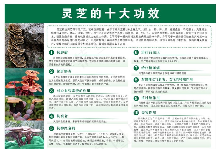 灵芝功效广告图片cdr矢量模版下载