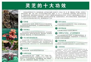 灵芝功效广告图片