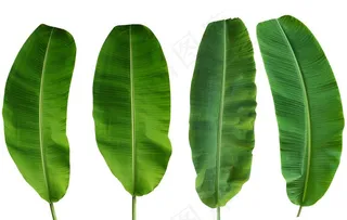 芭蕉叶图片