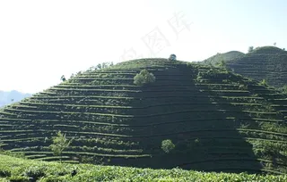 茶叶基地图片