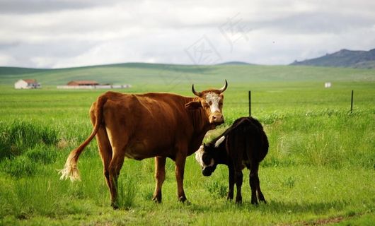 草原牛图片