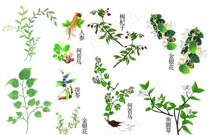 手绘中草药植物素材图片psd模版下载