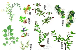 手绘中草药植物素材图片