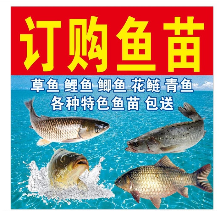 鱼苗图片cdr矢量模版下载
