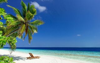 海滩棕榈图片