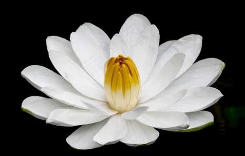 莲花图片 莲花图片