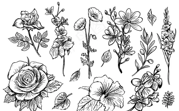 素描写生玫瑰蔷薇花草图片