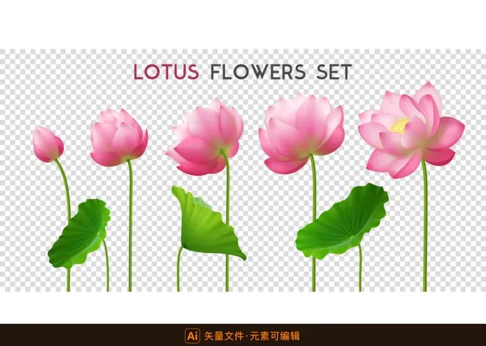 手绘荷花荷叶素材图片ai矢量模版下载