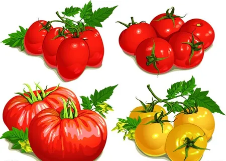 矢量蔬菜西红柿图片