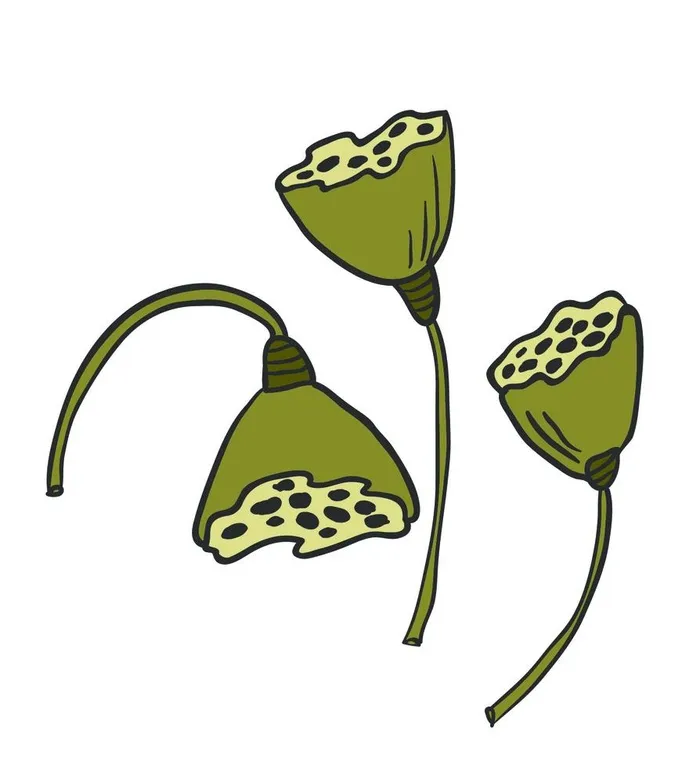 莲蓬图片