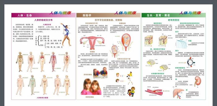 人体与健康图片cdr矢量模版下载