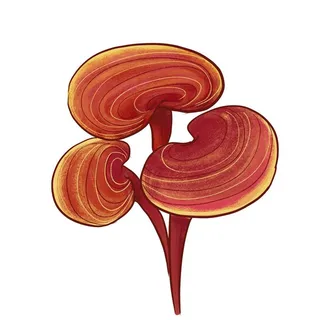 彩色中药灵芝图片