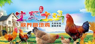 生态土鸡图片