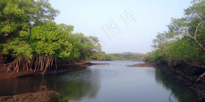 红树林物种，气生根，潮汐森林，印度