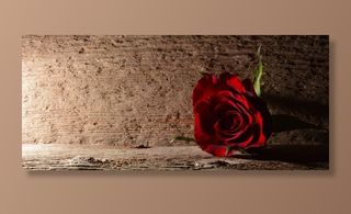 玫瑰，红色，花，开花，红玫瑰，Lichtspiel