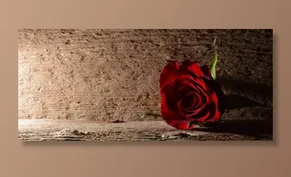 玫瑰，红色，花，开花，红玫瑰，Lichtspiel