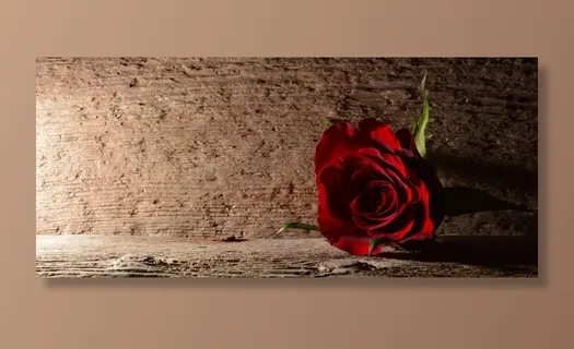 玫瑰,红色,花,开花,红玫瑰,Lichtspiel 玫瑰,红色,花,开花,红玫瑰,Lichtspiel