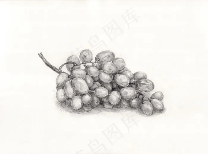 葡萄，绘画，素描