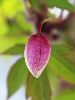 花，粉红色，粉红色的花，开花，厂