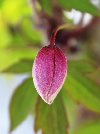 花，粉红色，粉红色的花，开花，厂