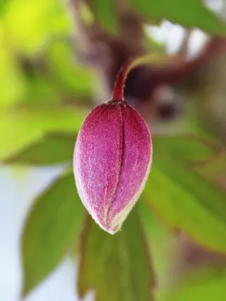 花，粉红色，粉红色的花，开花，厂