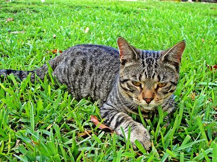 猫，宠物，动物