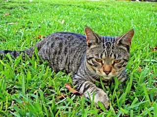 猫，宠物，动物